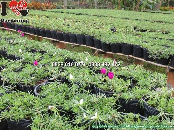 Hoa mười giờ mỹ chậu lớn nhiều màu rực rỡ - Ms 23939