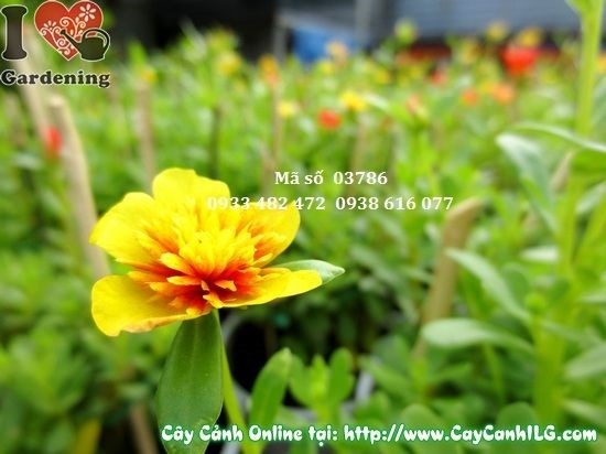 Cây hoa mười giờ sam khỏe mạnh không sâu bệnh