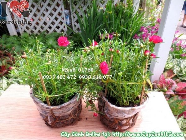 Cây hoa mười giờ Thái cao 15cm – thảm hoa rực rỡ sân vườn