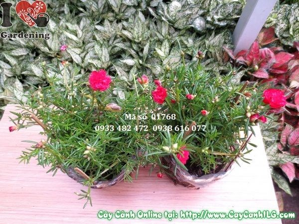 Hoa mười giờ Thái nhiều màu sắc rực rỡ – Ms 01768