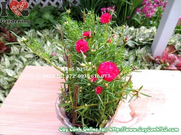 Thảm cây hoa mười giờ Thái 15cm trồng sân vườn – Ms 01768