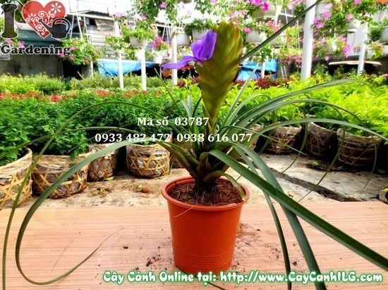 Cây hoa nam hương cao 20cm - cây kiểng hoa nội thất đẹp