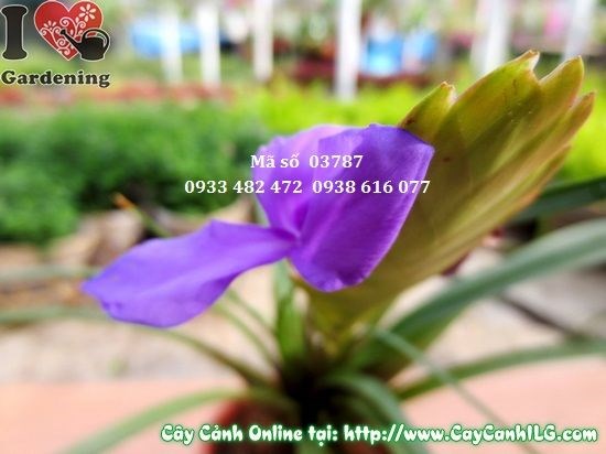 Hoa nam hương màu tím đẹp - cây kiểng văn phòng trang trí
