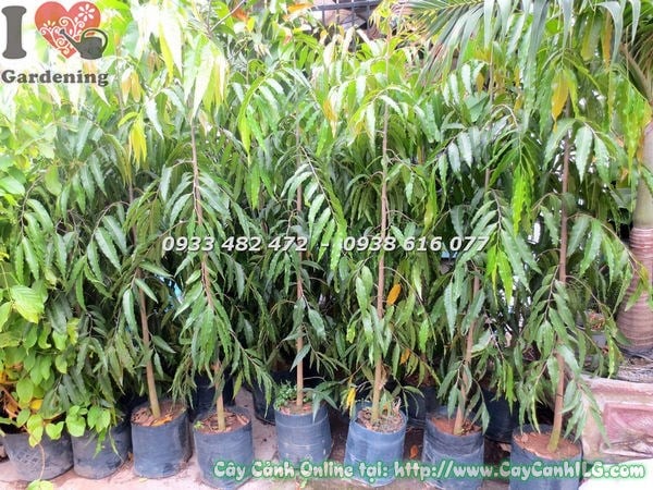 cây hoàng nam cao 1m5 thân thẳng lá xanh bóng