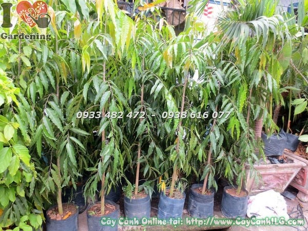 hàng cây hoàng nam cao 1m5 trồng lối đi