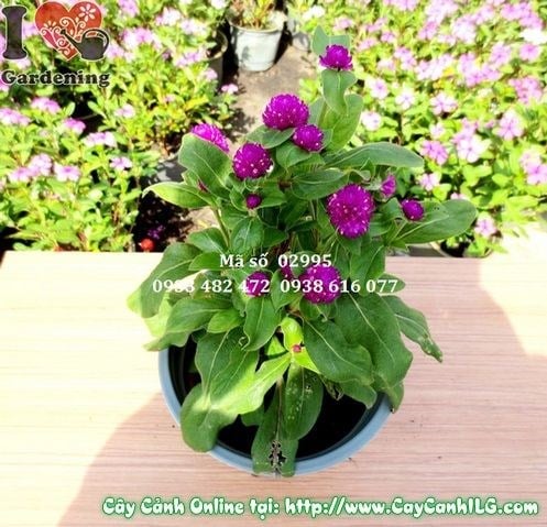 cây hoa nở ngày tím ưa sáng phát triển nhanh