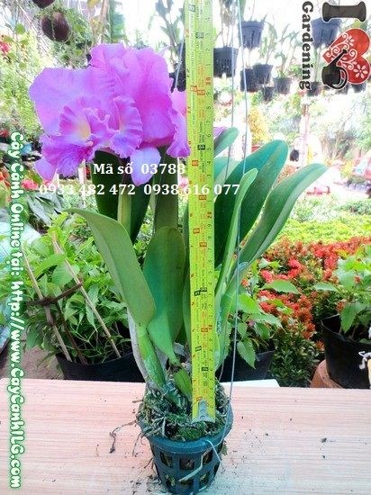Cây hoa phong lan Cattleya cao 30cm - vẻ đẹp đài các
