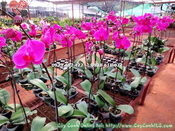 Cây hoa phong lan hồ điệp tím hồng Ms 15916 – hoa nở rực rỡ sắc tím hồng