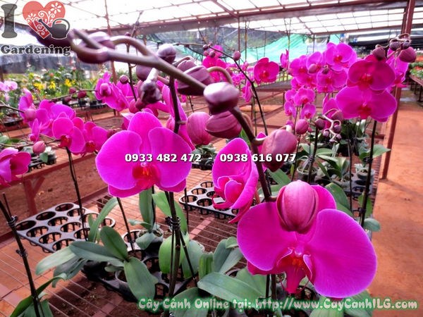 Đặc điểm cây phong lan hồ điệp tím hồng – lá dày xanh bóng, hoa tím hồng rực rỡ