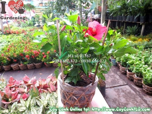 Hoa râm bụt nở rực rỡ nhờ chăm sóc đúng kỹ thuật