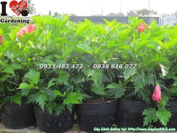 Nhân giống cây hoa râm bụt bằng giâm cành
