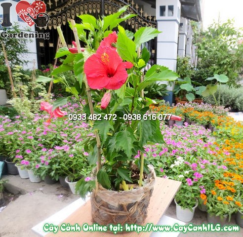 Cây hoa râm bụt - đặc điểm tổng quan