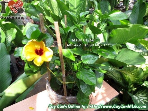 cây hoa râm bụt Mỹ cao 35cm ra hoa rực rỡ