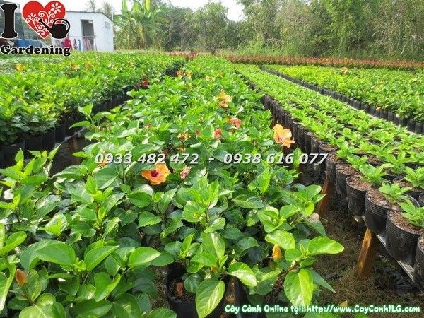 cây hoa râm bụt Mỹ cao 35cm giống đẹp tại ILG