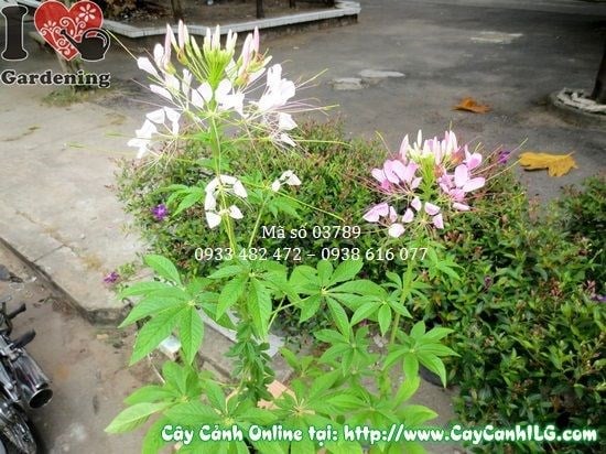 Chi tiết hoa và lá cây râu mèo Ms 03789