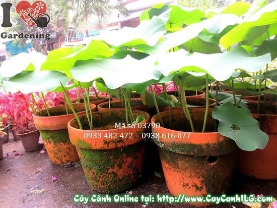 lá cây hoa sen to tròn không dính nước