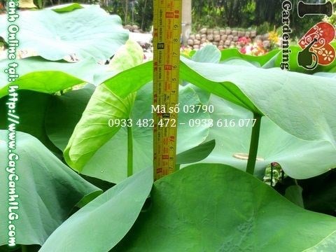hoa sen Việt Nam biểu tượng thanh cao phong thủy tốt
