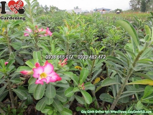Hoa sứ màu hồng rực rỡ trên cây sứ cùi cao 40cm