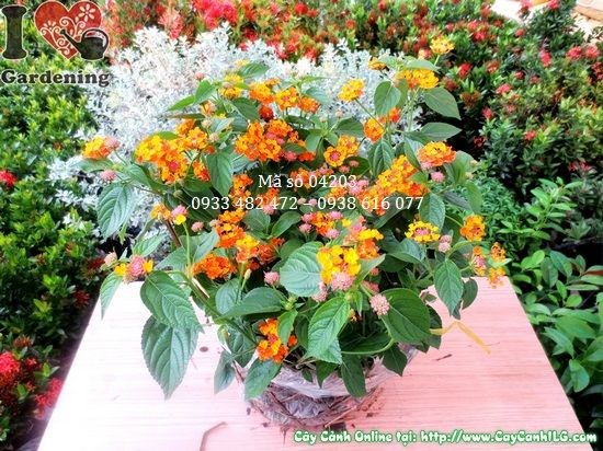 cây hoa trâm ổi cao 30cm trồng thảm hoa khuôn viên