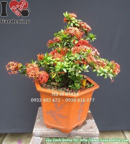 Cây hoa trang đỏ bonsai ứng dụng trong cảnh quan