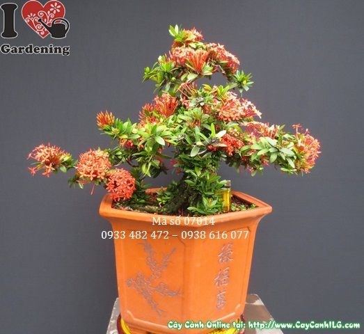 Lộ trình phát triển cây hoa trang đỏ bonsai đẹp theo năm