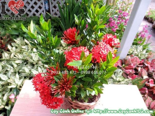 Hoa trang đỏ cụm tán dày màu đỏ tươi - ILG