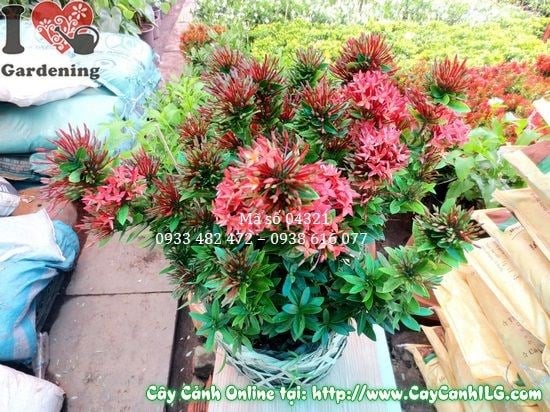 Cây hoa trang đỏ tạo dáng đẹp trong chậu