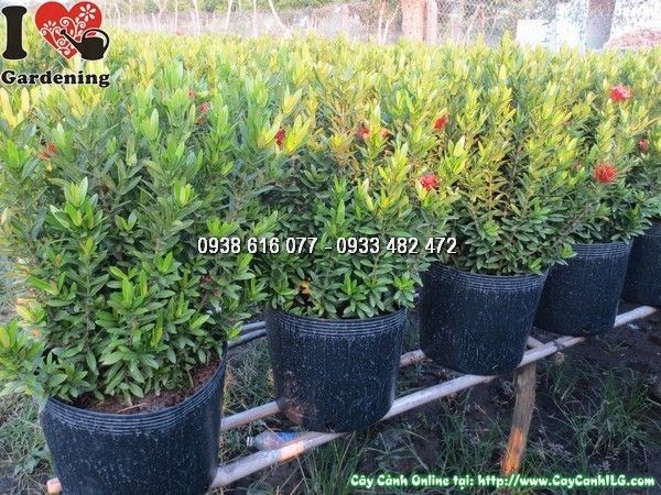 hoa trang đỏ 50cm nở hoa rực rỡ