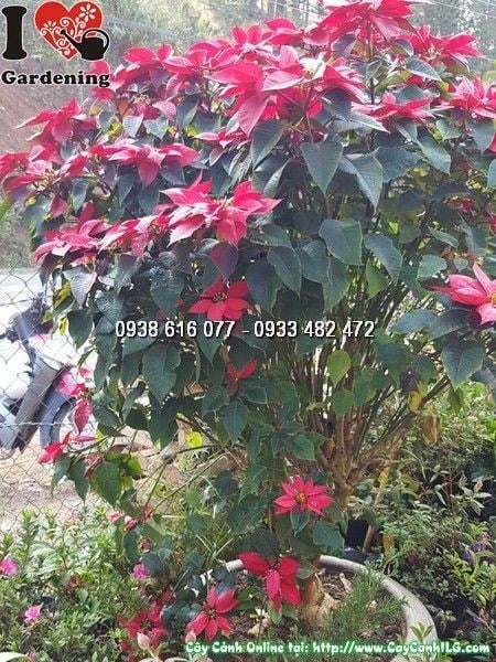 Cây hoa trạng nguyên lớn màu trắng tán đẹp
