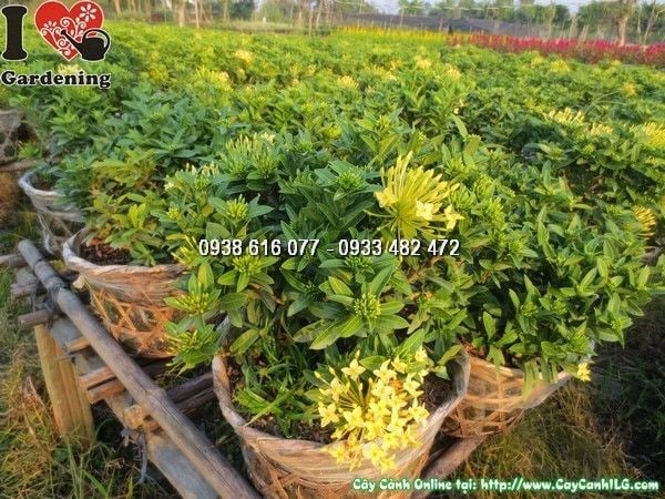 cây hoa trang vàng cao 25cm hoa vàng rực rỡ kết cụm tròn