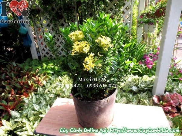 Cây hoa trang vàng – cây cảnh bụi hoa vàng rực rỡ tại vườn ILG