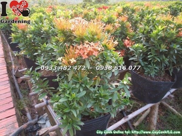 Cây hoa trang vàng đậm cao 30cm trồng chậu trang trí