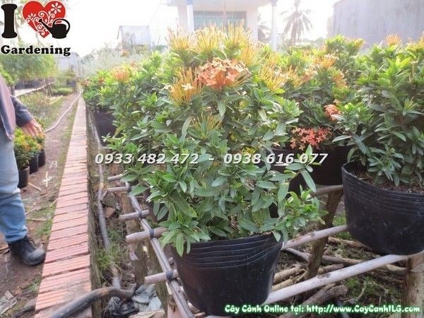 Cây hoa trang vàng đậm cao 30cm - sắc vàng rực rỡ ngoài vườn