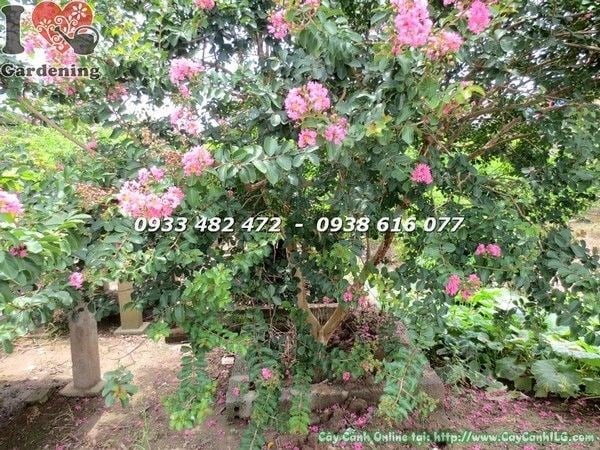 Cây hoa tường vi hồng gốc lớn tán tròn đẹp cao 2,5m – Ms 22392