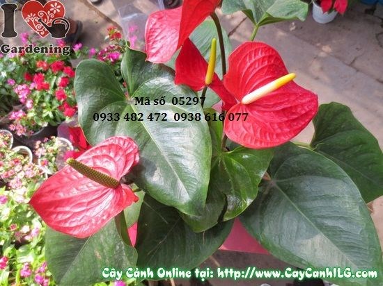 Cây hồng huyết môn lá đỏ hình trái tim đặc trưng