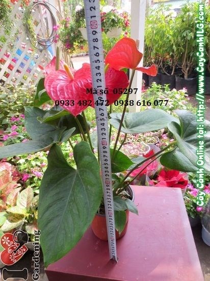 Cây hồng huyết môn lá đỏ trồng chậu trang trí nội thất