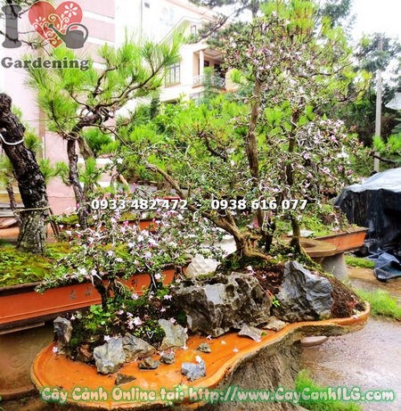 Cây Hồng Loan Mai bonsai cao 70cm – dáng đẹp, phong thủy tốt lành