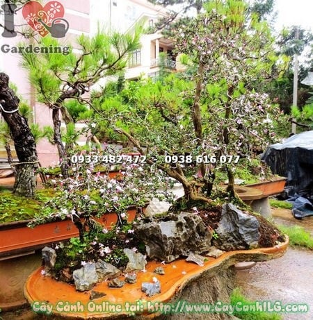 Cây Hồng Loan Mai Bonsai (Cao 70cm –  Ms: 16498 )