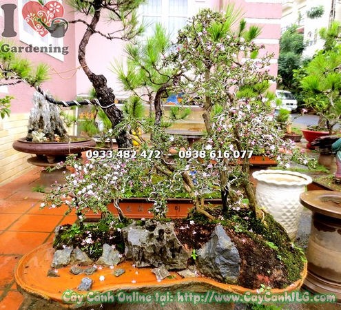 Cây hồng loan mai bonsai 70cm dáng đẹp tự nhiên