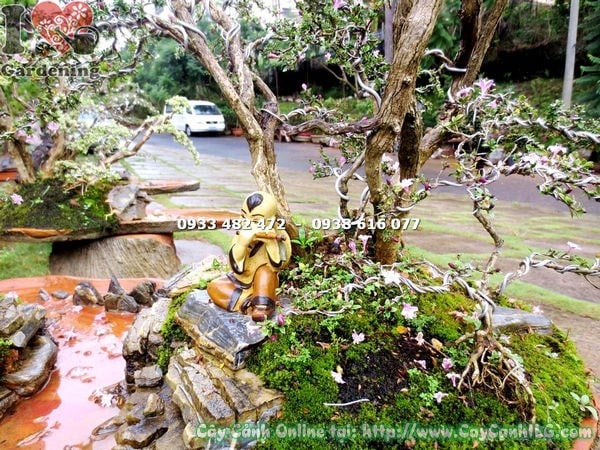 chăm sóc hồng loan mai bonsai tiểu cảnh 50cm