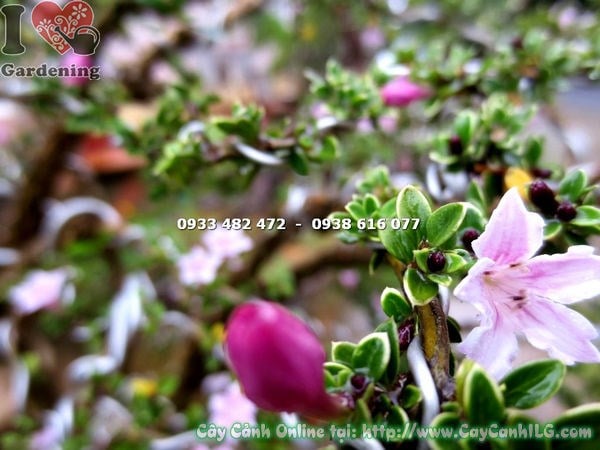 Cây hồng loan mai bonsai tiểu cảnh cao 60cm – tạo dáng bonsai nghệ thuật