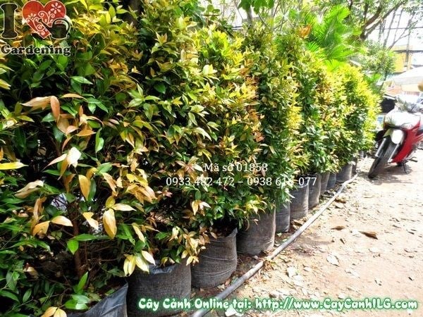 Cây hồng lộc 140cm ứng dụng hàng rào xanh khuôn viên công trình