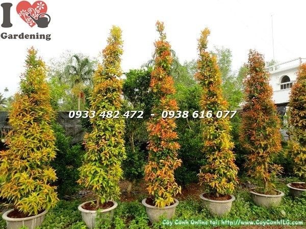 Cây Hồng Lộc cao 3m Ms 22604 - tán cây xum xuê chồi hồng rực rỡ thích hợp công trình cảnh quan