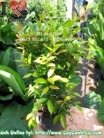Cây hồng lộc 40cm chồi non đỏ hồng tươi sáng – ILG cung cấp sỉ