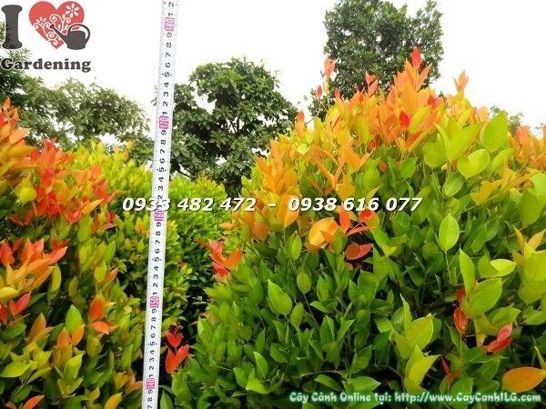 Cây hồng lộc cắt tròn tán đều đẹp cao 1m7 tại vườn ILG
