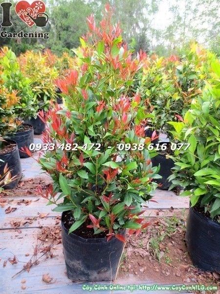 chăm sóc cây hồng lộc đỏ cao 50cm tại nhà và công trình