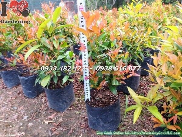 Cây hồng lộc giống cao 30cm Ms 22775 - lá non hồng rực sắc đỏ đặc trưng