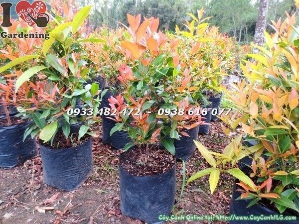 Cây hồng lộc giống cao 30cm Ms 22775 - ứng dụng cảnh quan sân vườn