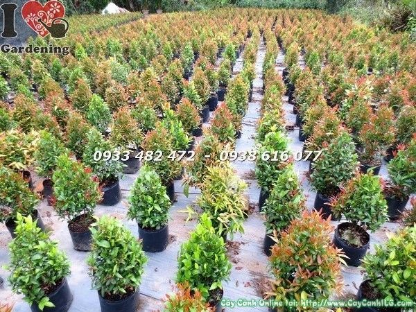 Cây hồng lộc giống cao 30cm - lá non màu hồng đỏ đặc trưng của Syzygium oleinum