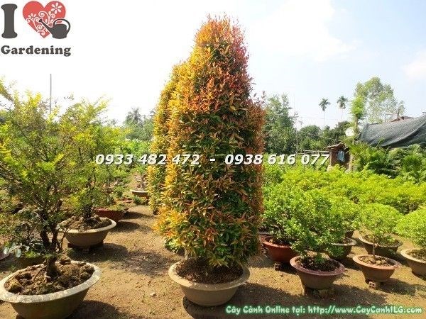 Cây hồng lộc lớn cao 3m5 - lá xanh tươi và chồi non đỏ rực đặc trưng